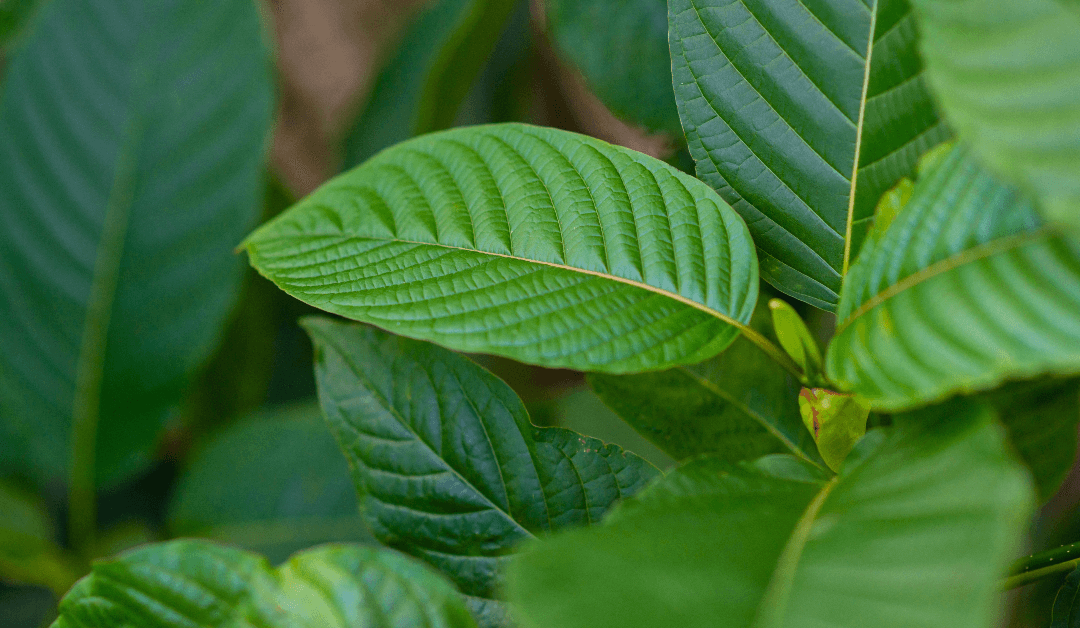 Read All About The History Of Kratom